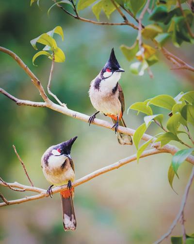 外国友人镜头里的美丽中国(图4)